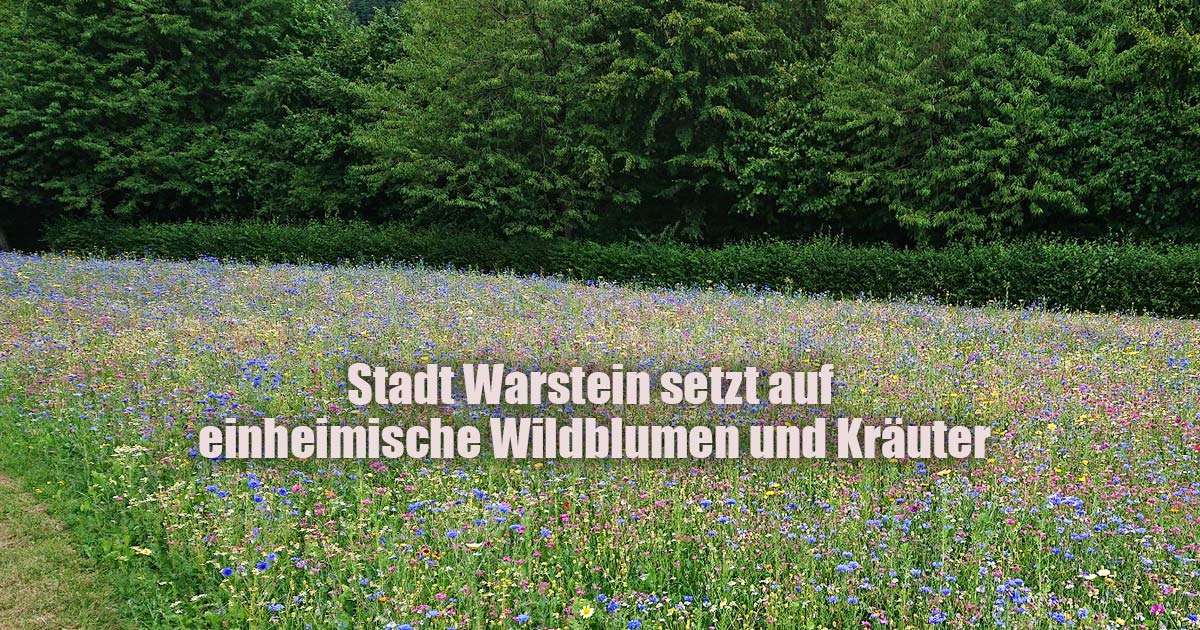 Warstein Wildblumen Kraeuter