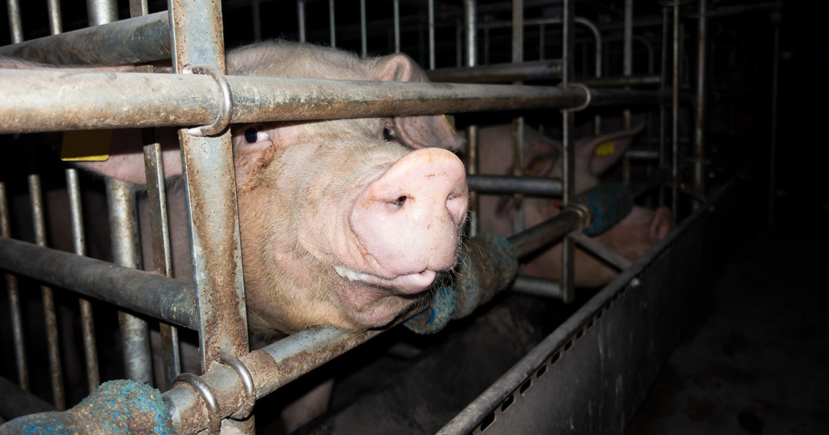 Grausame Zustaende in Schweinehaltung aufgedeckt Warstein Brilon Totallokal