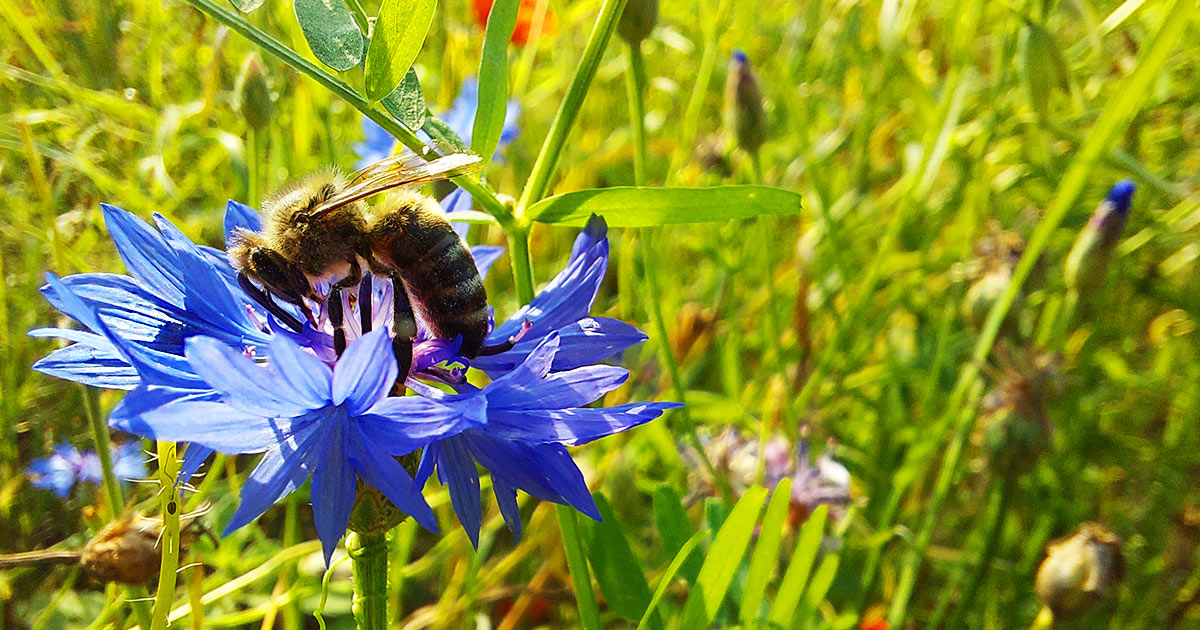 Pflanzenschutz Bienenschutz Heilmittel Artenvielfalt Bestaeubung Brilon Warstein Totallokal