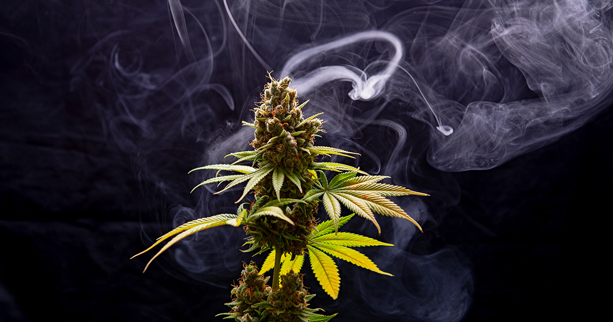 Cannabis Legalisierung 1