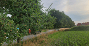 Städtische Obstbäume Warstein